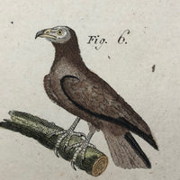 Birds of Prey, Hand-colored Engraving from Bertuch,  1790-1810