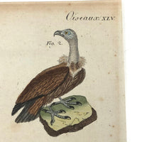 Birds of Prey, Hand-colored Engraving from Bertuch,  1790-1810