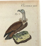 Birds of Prey, Hand-colored Engraving from Bertuch,  1790-1810