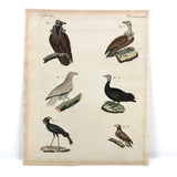 Birds of Prey, Hand-colored Engraving from Bertuch,  1790-1810