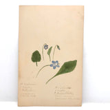 Finely Done Antique Flower Specimen Watercolor: Violets