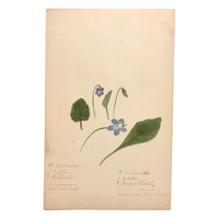 Finely Done Antique Flower Specimen Watercolor: Violets