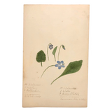 Finely Done Antique Flower Specimen Watercolor: Violets