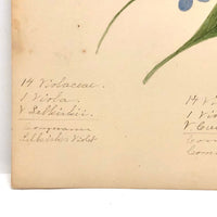 Finely Done Antique Flower Specimen Watercolor: Violets