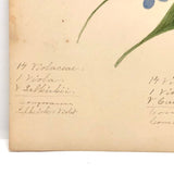Finely Done Antique Flower Specimen Watercolor: Violets