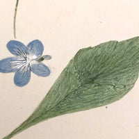 Finely Done Antique Flower Specimen Watercolor: Violets