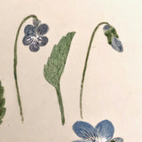 Finely Done Antique Flower Specimen Watercolor: Violets