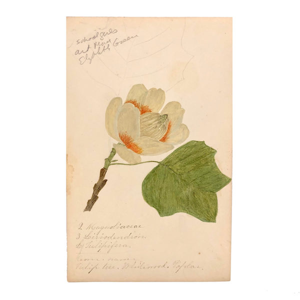 Finely Done Antique Flower Specimen Watercolor: Tulip Tree Blossom
