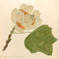 Finely Done Antique Flower Specimen Watercolor: Tulip Tree Blossom