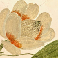 Finely Done Antique Flower Specimen Watercolor: Tulip Tree Blossom