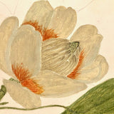 Finely Done Antique Flower Specimen Watercolor: Tulip Tree Blossom
