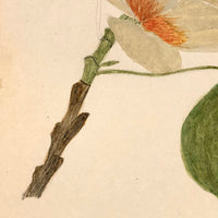 Finely Done Antique Flower Specimen Watercolor: Tulip Tree Blossom