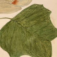 Finely Done Antique Flower Specimen Watercolor: Tulip Tree Blossom