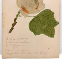 Finely Done Antique Flower Specimen Watercolor: Tulip Tree Blossom