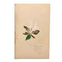 Finely Done Antique Flower Specimen Watercolor: Apple Blossom