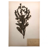 Hounds Tongue Plant Specimen from 1879 Herbarium