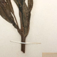 Hounds Tongue Plant Specimen from 1879 Herbarium