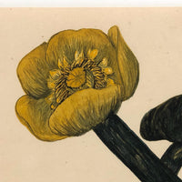 Yellow Water Lily, British 1884 Watercolor with Botanical Notes by Elsie M. Dudley