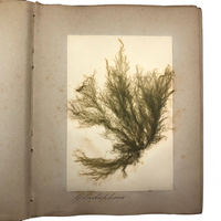 Gorgeous Victorian Collected Seaweed Album, Completely Full (33 Pages/55 Specimens)