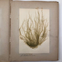 Gorgeous Victorian Collected Seaweed Album, Completely Full (33 Pages/55 Specimens)