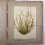 Gorgeous Victorian Collected Seaweed Album, Completely Full (33 Pages/55 Specimens)