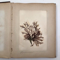 Gorgeous Victorian Collected Seaweed Album, Completely Full (33 Pages/55 Specimens)
