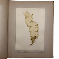 Gorgeous Victorian Collected Seaweed Album, Completely Full (33 Pages/55 Specimens)