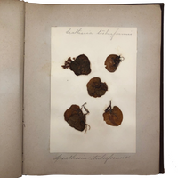 Gorgeous Victorian Collected Seaweed Album, Completely Full (33 Pages/55 Specimens)