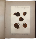 Gorgeous Victorian Collected Seaweed Album, Completely Full (33 Pages/55 Specimens)