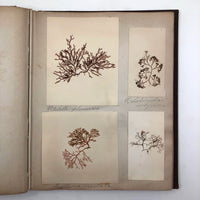 Gorgeous Victorian Collected Seaweed Album, Completely Full (33 Pages/55 Specimens)