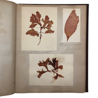 Gorgeous Victorian Collected Seaweed Album, Completely Full (33 Pages/55 Specimens)