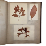 Gorgeous Victorian Collected Seaweed Album, Completely Full (33 Pages/55 Specimens)