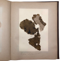 Gorgeous Victorian Collected Seaweed Album, Completely Full (33 Pages/55 Specimens)