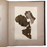 Gorgeous Victorian Collected Seaweed Album, Completely Full (33 Pages/55 Specimens)