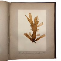 Gorgeous Victorian Collected Seaweed Album, Completely Full (33 Pages/55 Specimens)