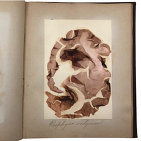 Gorgeous Victorian Collected Seaweed Album, Completely Full (33 Pages/55 Specimens)