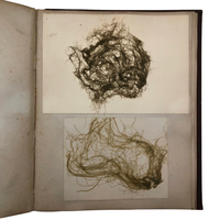 Gorgeous Victorian Collected Seaweed Album, Completely Full (33 Pages/55 Specimens)