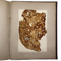 Gorgeous Victorian Collected Seaweed Album, Completely Full (33 Pages/55 Specimens)