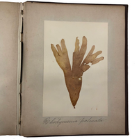 Gorgeous Victorian Collected Seaweed Album, Completely Full (33 Pages/55 Specimens)