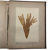 Gorgeous Victorian Collected Seaweed Album, Completely Full (33 Pages/55 Specimens)