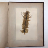Gorgeous Victorian Collected Seaweed Album, Completely Full (33 Pages/55 Specimens)