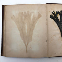 Gorgeous Victorian Collected Seaweed Album, Completely Full (33 Pages/55 Specimens)