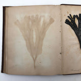Gorgeous Victorian Collected Seaweed Album, Completely Full (33 Pages/55 Specimens)