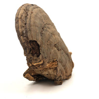 Folk Art Pyrographed Owl on Fungus Conk