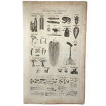 C. 1800 Oversized Engraving on Laid: Microscopical Objects