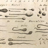 C. 1800 Oversized Engraving on Laid: Microscopical Objects
