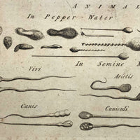 C. 1800 Oversized Engraving on Laid: Microscopical Objects
