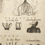 C. 1800 Oversized Engraving on Laid: Microscopical Objects