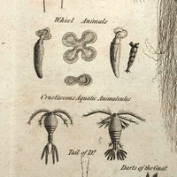 C. 1800 Oversized Engraving on Laid: Microscopical Objects