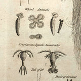 C. 1800 Oversized Engraving on Laid: Microscopical Objects
